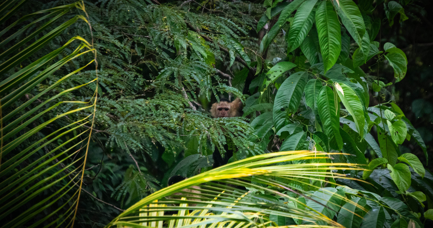 monkey looking through the trees
